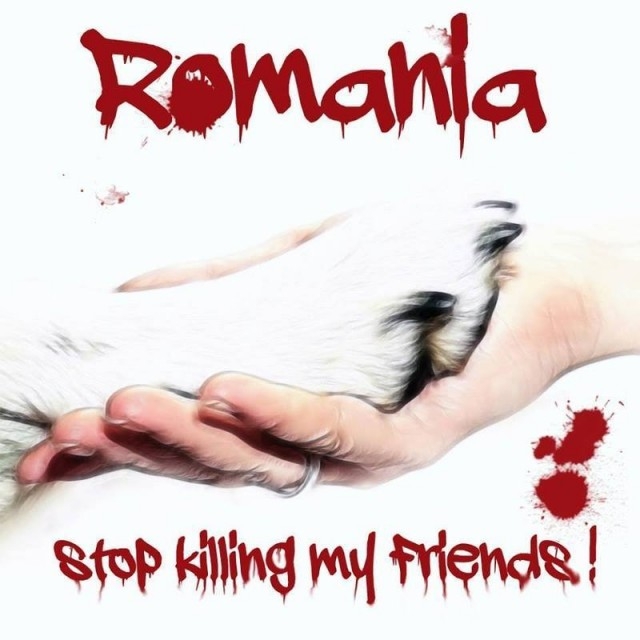 Help Roemeense zwerfhonden!